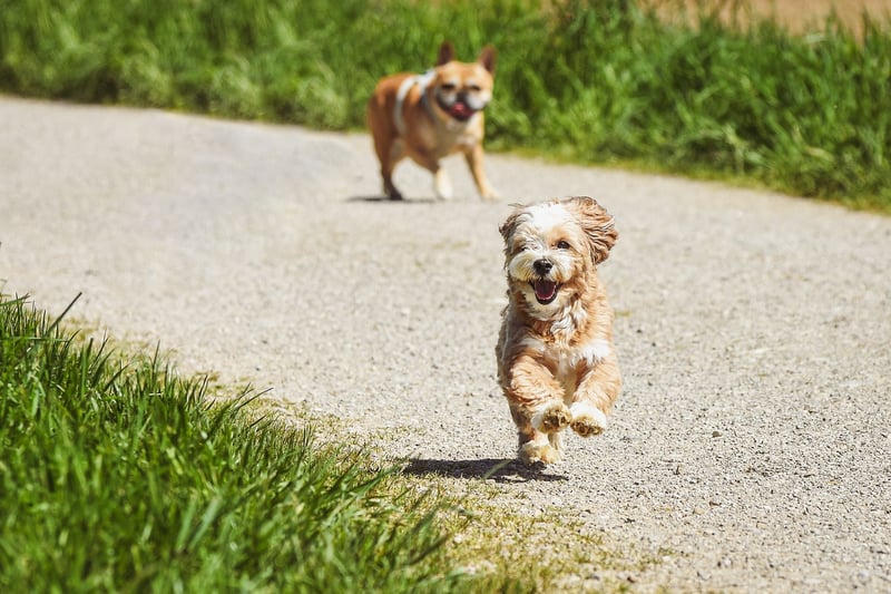 Meditative Running